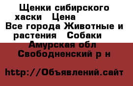 Щенки сибирского хаски › Цена ­ 12 000 - Все города Животные и растения » Собаки   . Амурская обл.,Свободненский р-н